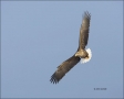 White-tailed-Eagle;White-tailed-Sea-Eagle;Sea-Eagle;Haliaeetus-albicilla;Japan;b